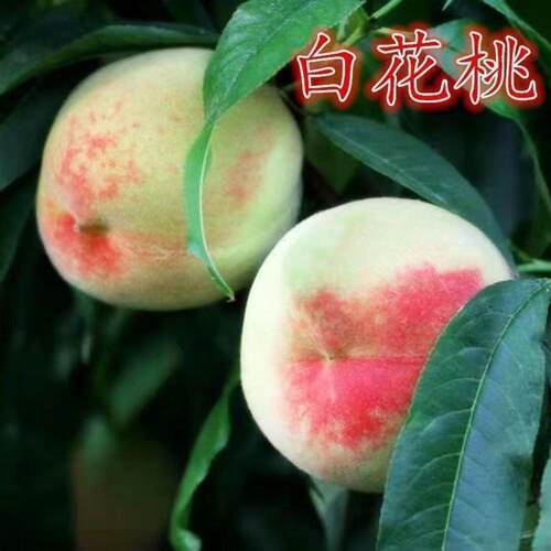 白花桃树苗嫁接黄金脆庭
