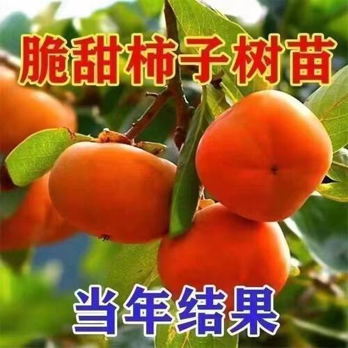 嫁接无核脆甜柿子无籽柿子树苗盆栽地栽庭院南方北方种植当年结果