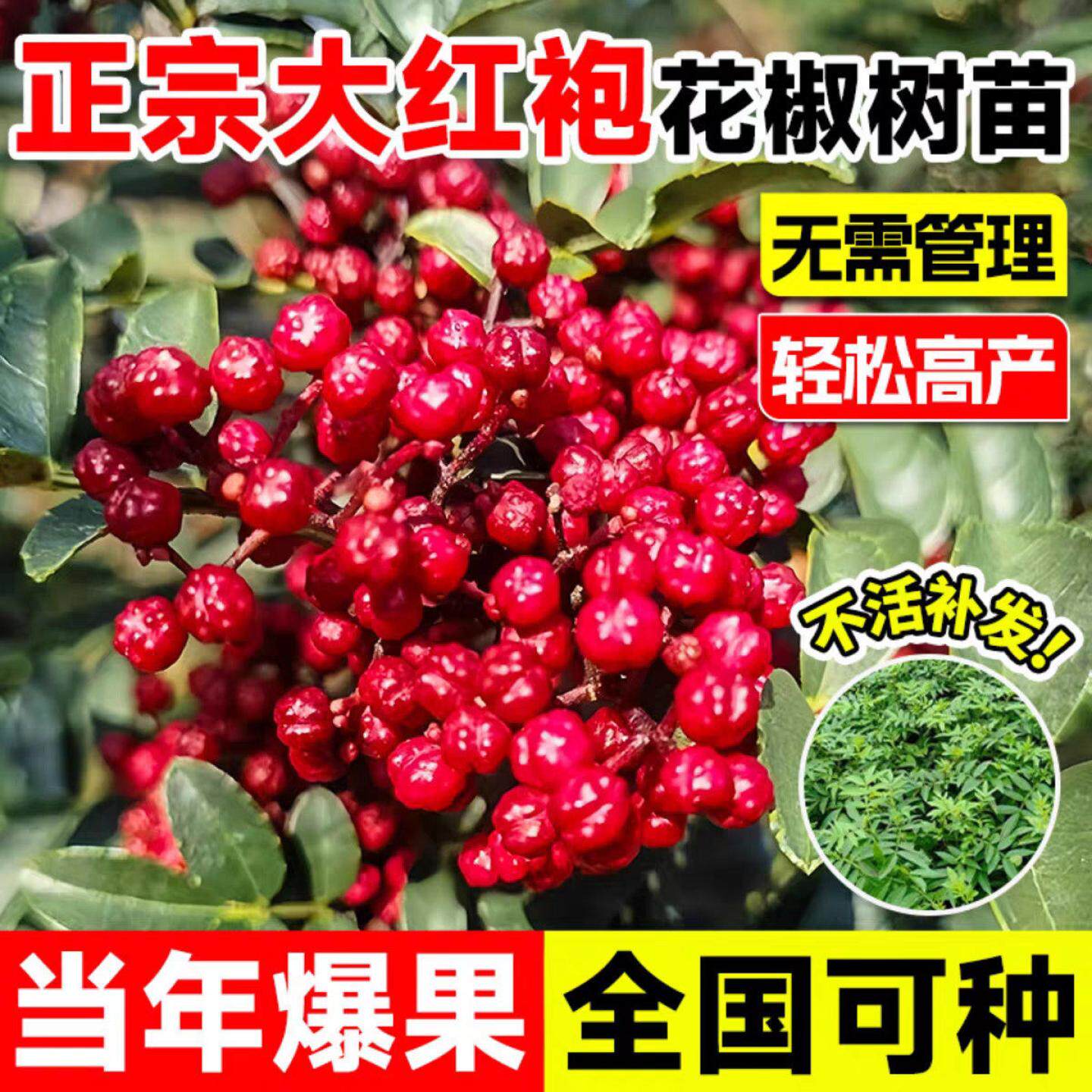 大红袍花椒苗树食用盆栽图片