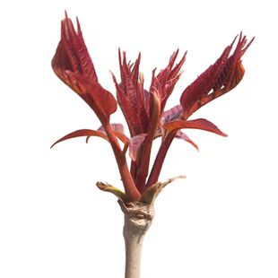 红油香椿苗四季食用椿树苗盆栽地栽香椿树苗南方北方种植树苗