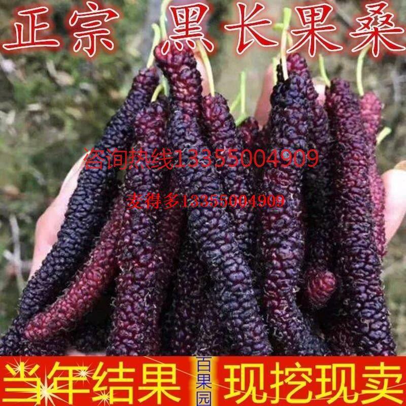 台湾四季长果桑葚苗 桑树苗当年结果十大桑果苗树 南北方果树果苗