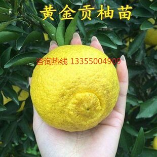 湖南果苗黄金贡柚苗春香苗柑橘柚子桔柚苗嫁接新品种果树苗