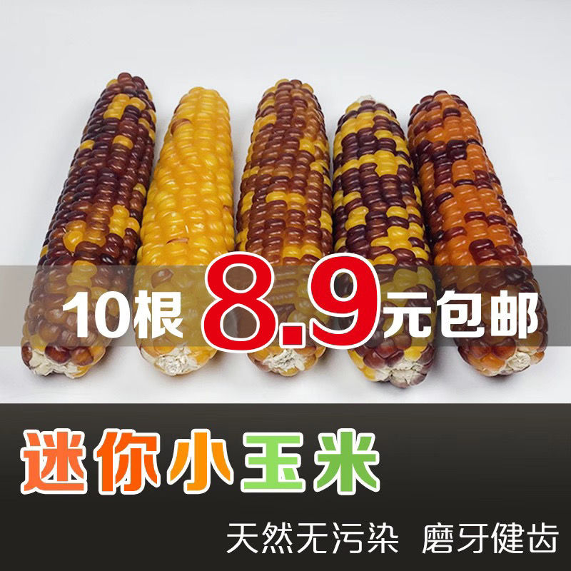 包邮仓鼠磨牙棒小玉米零食小玉米金丝熊花枝鼠兔子龙猫磨牙玉米棒