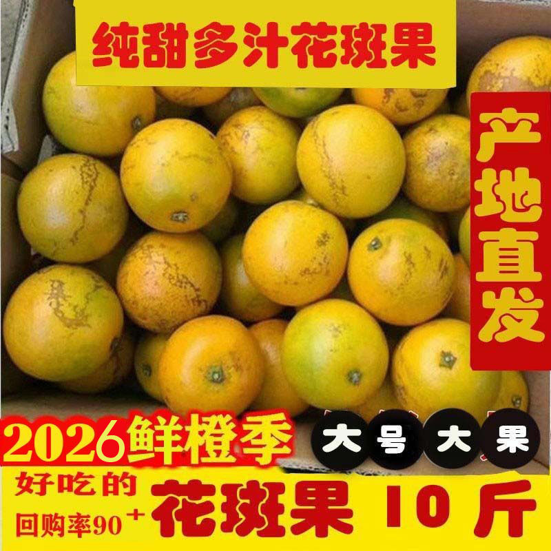缤品褚花斑橙正宗纯甜无渣老树花斑果高原甜橙新鲜当季玉溪冰糖橙