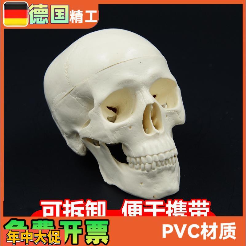 头骨模型艺术写生雕塑口腔学头颅骨教学可拆塑料骷髅头美术用