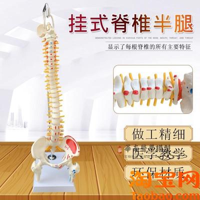 人体脊柱模型45CM医学正骨练习骨骼模型关节颈椎腰V椎脊椎骨架模