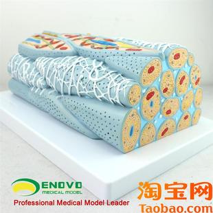 颐诺正品 心肌组织模型心x肌细胞心肌工程微观模型心脏模型