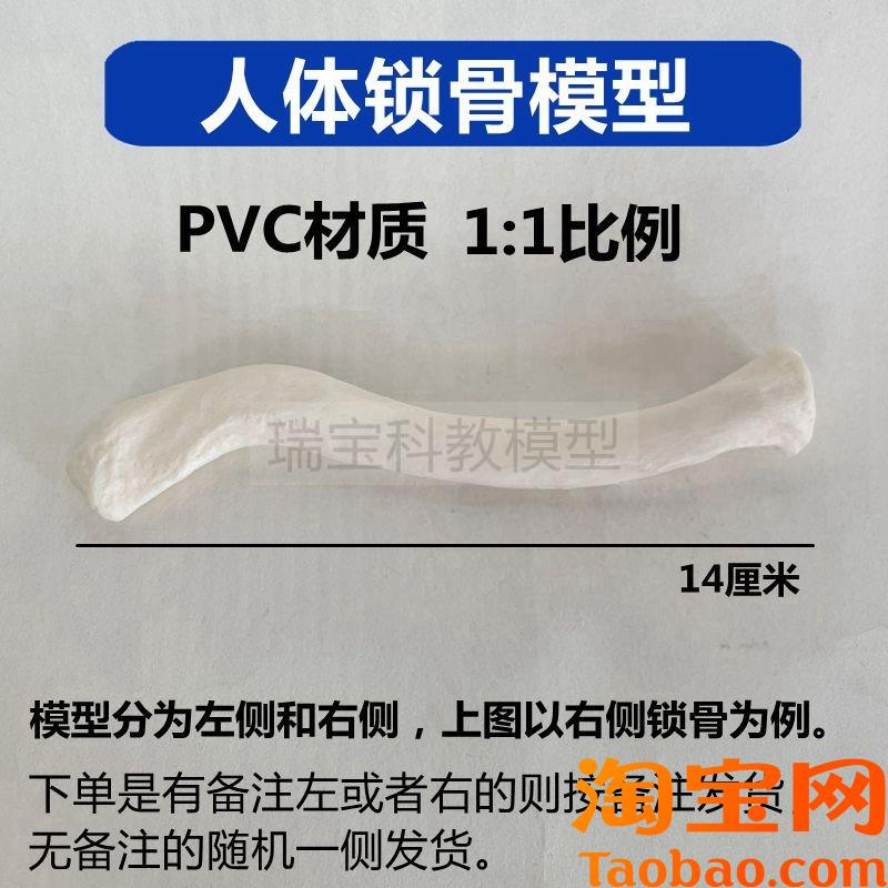 原装适用四肢散骨模型肱骨尺桡骨人体骨骼游离艺用健身瑜伽教具医