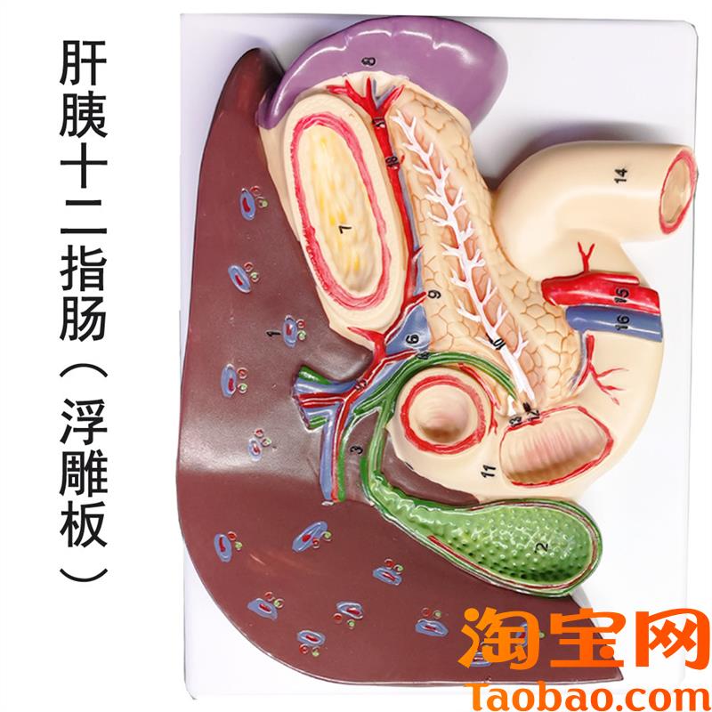 原装适用教学仿真胰脾肝胆十二指肠浮雕模型肝胰腺十二指肠胃解剖