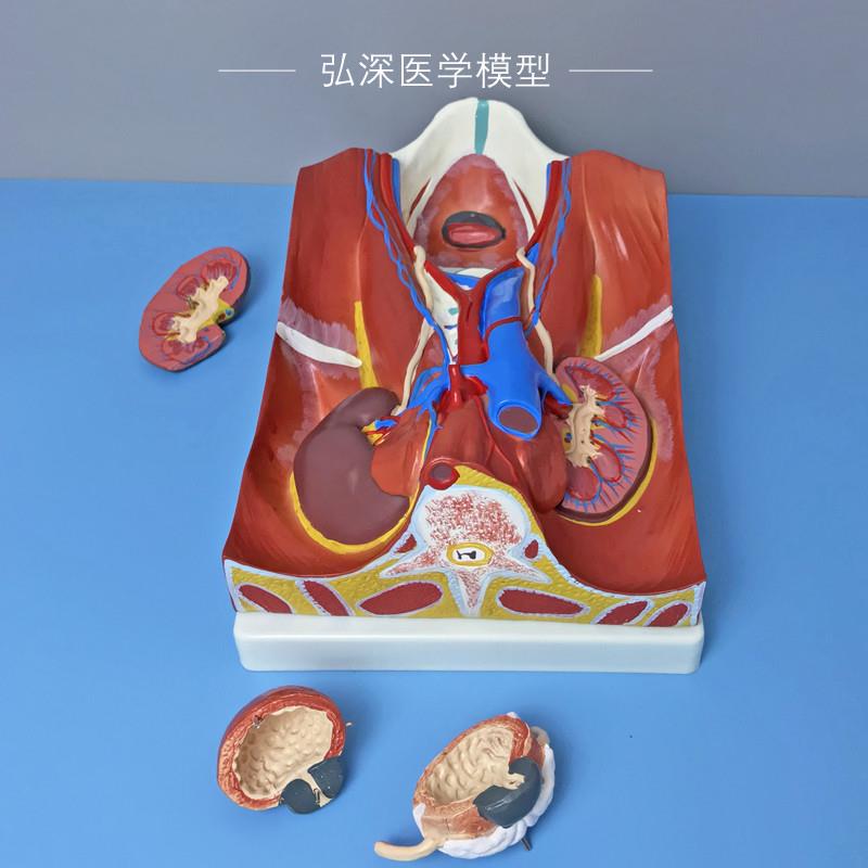 原装适用人体泌尿系统模型肾脏器官可拆解剖膀胱输尿管血管教学医