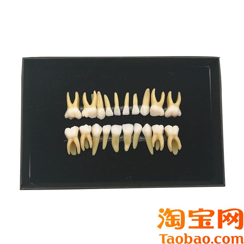 原装适用20颗双色乳牙有牙根开髓离体牙模型儿童全口标准牙齿模型