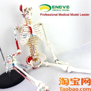 颐诺正品 医用85CM人q体骨骼模型神经肌肉起止骨架小针刀脊柱模型