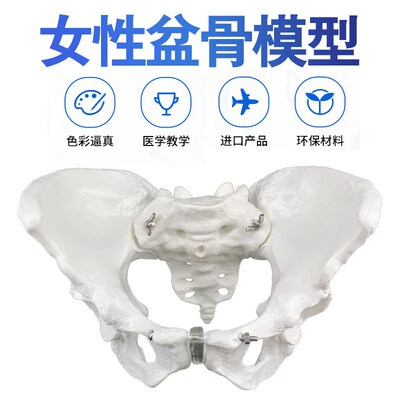 1比1女性骨盆模型 髂骨坐骨耻骨演示模型 盆骨 医V用骨骼模型包邮