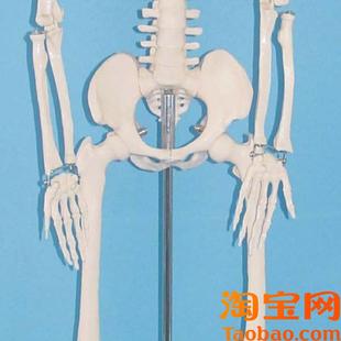 85cm人体骨骼模型骷髅骨架结构医N用教学标本讲解展示