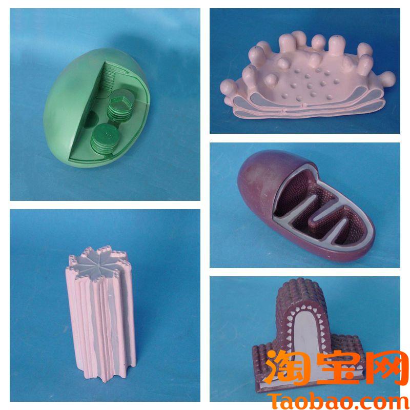 细胞器模型生物教学实验叶绿体L线粒体高尔基体中心体中学教育装