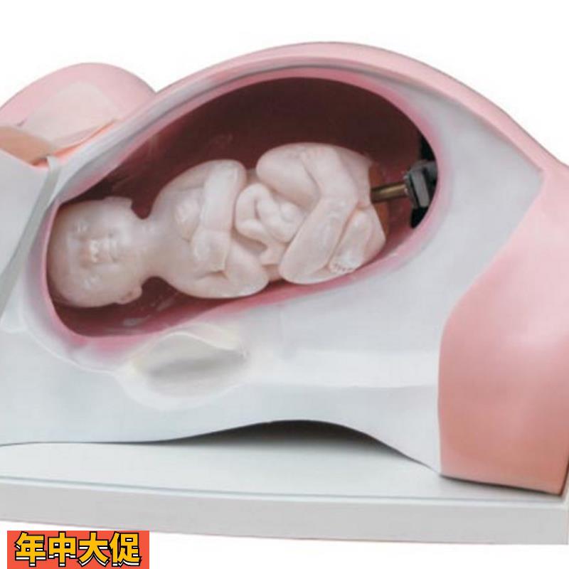 ENOVO颐诺分娩机转模型分女性分娩妇产科教学用具分娩过程骨盆
