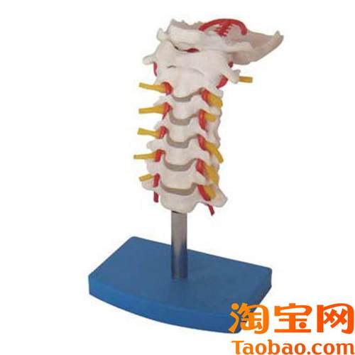 正品直销-颈椎带颈动脉后枕骨椎E间盘与神经模型人体脊椎模型