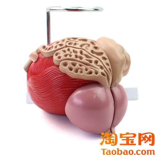 ENOVO颐诺医学人体膀胱模型前列腺模型泌尿O生殖系统解剖泌尿科泌