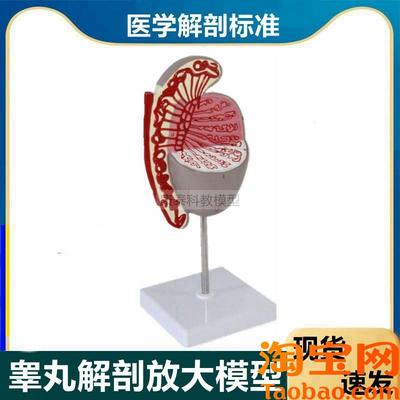 睾丸模型附睾f输精管男性生殖精子发育过程生殖细胞男科医患临床