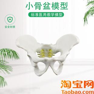盆骨模型小型人体骨p盆模型分娩示范教学模型桌上礼品模型包邮