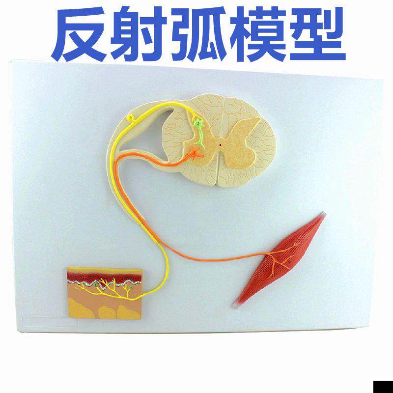 反射弧模型神经传导感受器神经细胞结构脊髓解剖神经根中枢神经