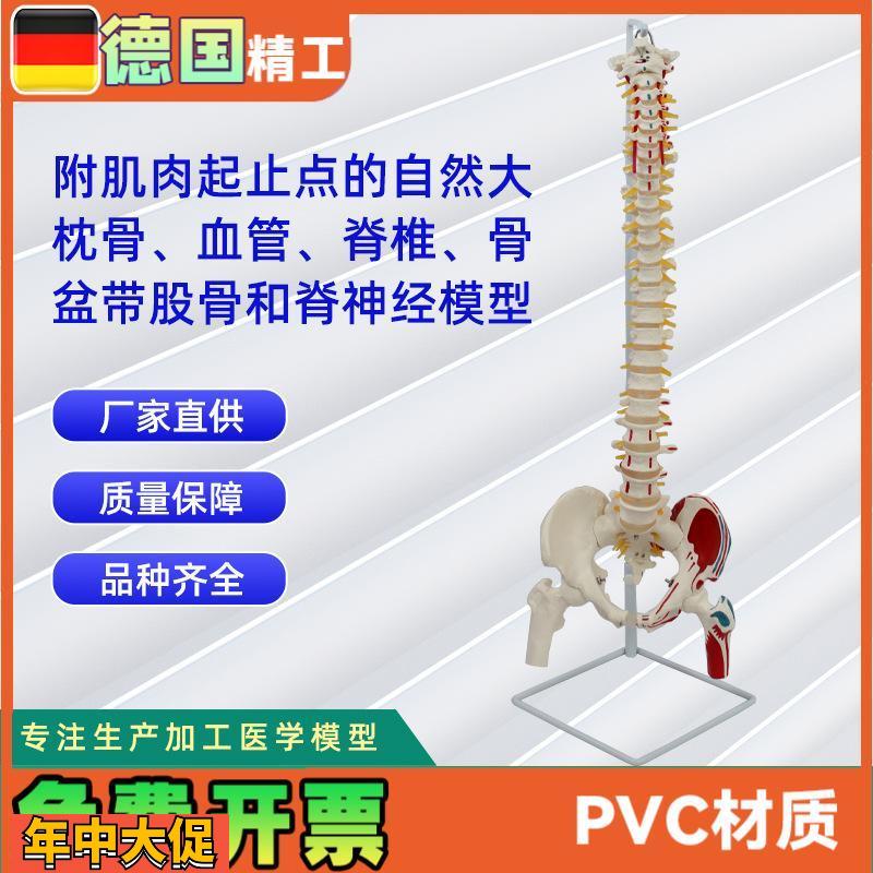 附肌肉起止点的自然大枕骨血管脊椎骨盆带股骨和脊神经模型