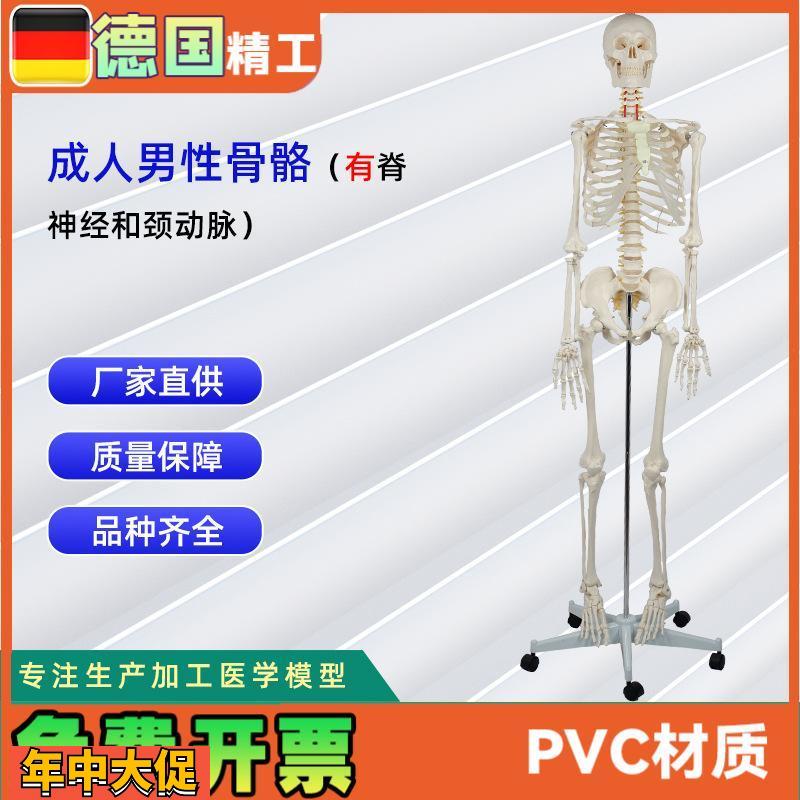 成人男性骨骼附脊神经和颈动脉全身人体骨骼模型骨骼教学器材