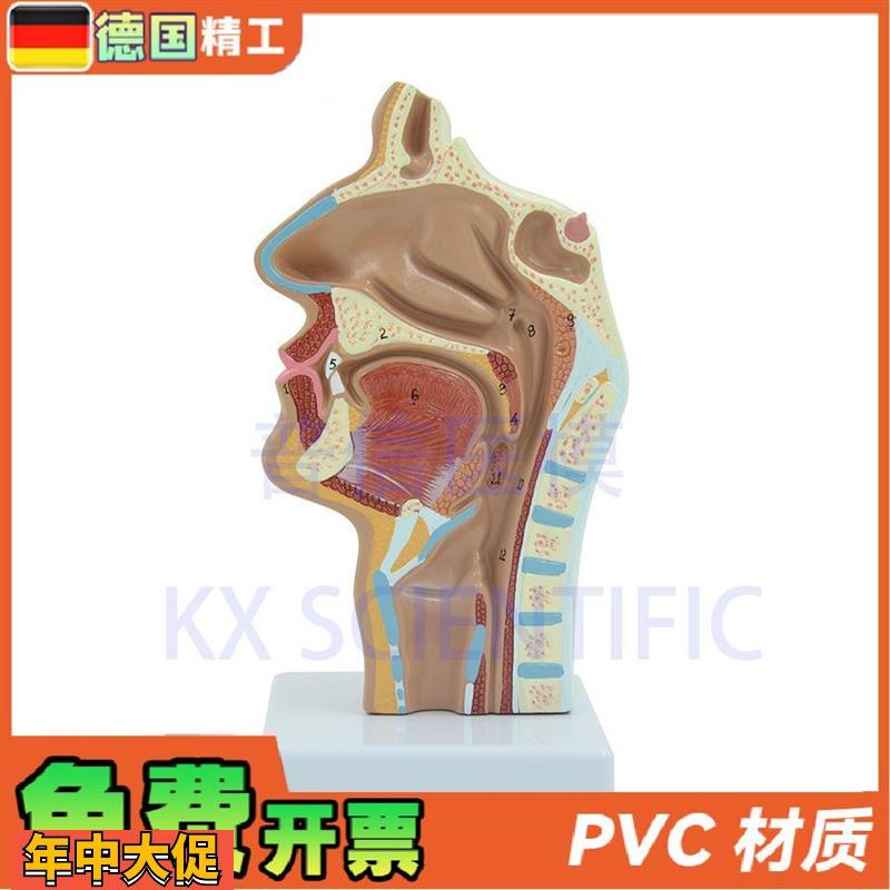 德国】头部解剖口鼻咽喉模型教内侧面血管神经鼻腔模型医药展示