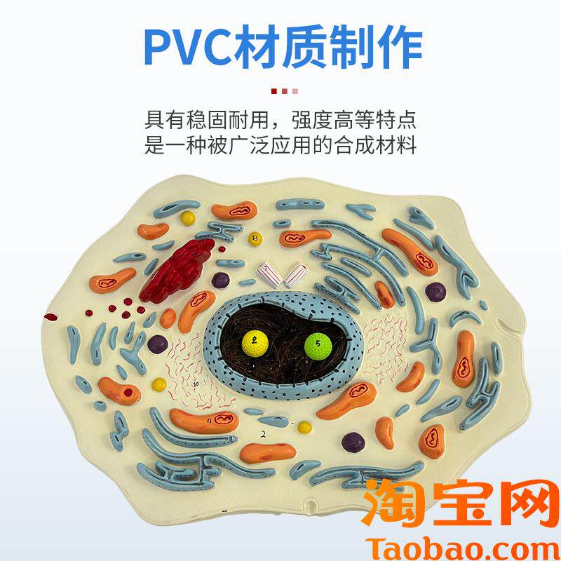原装适用动物植物细胞模型显微结构解剖模型生物细胞膜细胞质细胞
