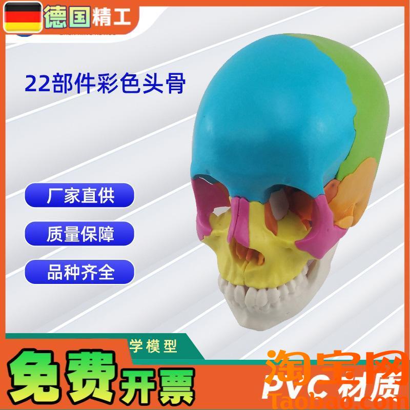 22部件拼装人体l头骨模型彩色颅骨解刨模型可拆解人体头骨模型