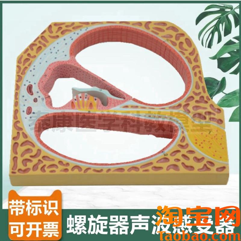 内耳螺旋器声波感受器柯蒂氏器声音传导原理耳P蜗半规管鼓膜听小