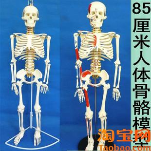 85公分骨骼模型45cm人体u骨骼模型180CM全身脊椎骨骼脊柱模型骨