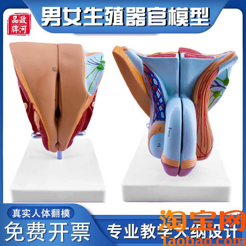政河男女性生殖器官结构解剖模型可拆装5部件R尿道会阴构造教学用