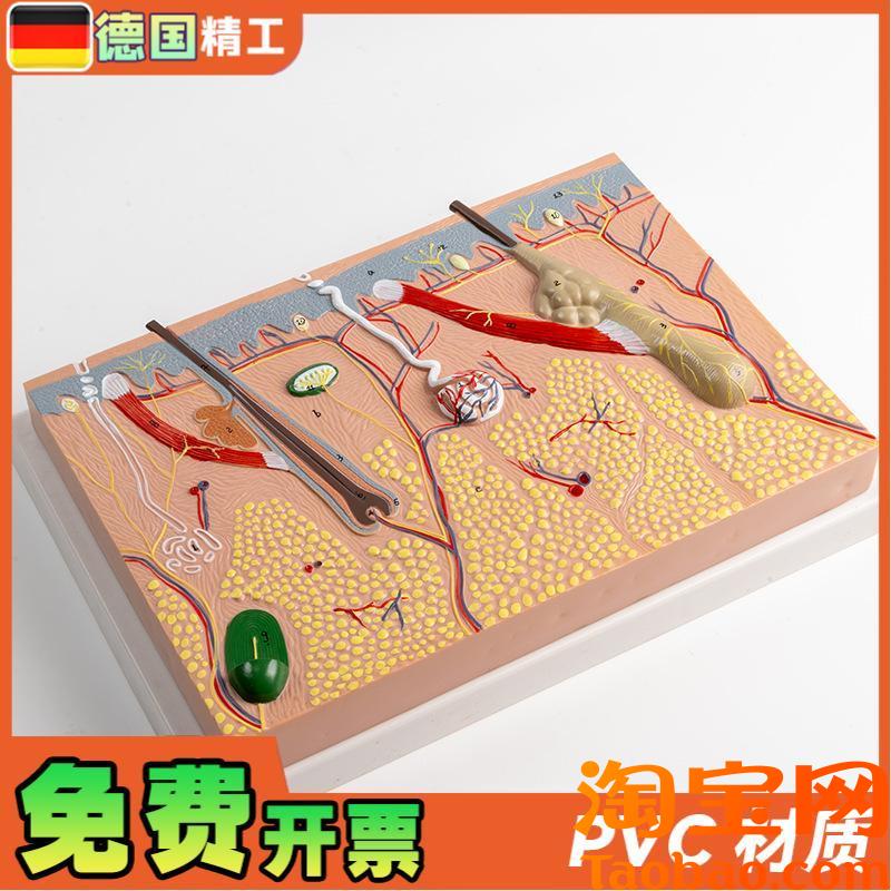 德国】平面皮肤组织结构放大模型层D次人体构造分层解剖模具美容
