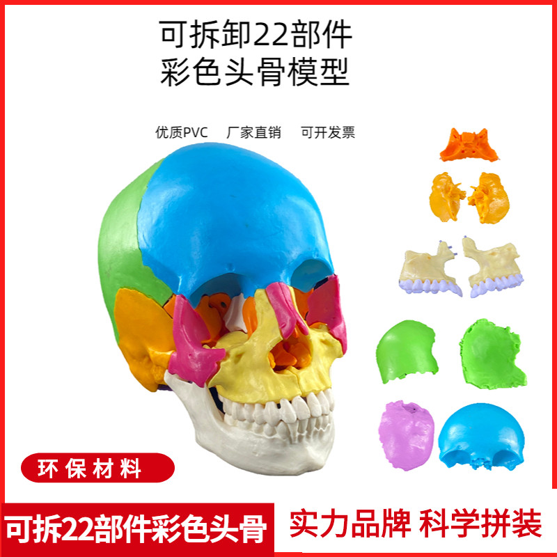 可拆分22件1比1真人大小彩x色头骨模型颅骨解剖医用美容口腔牙科