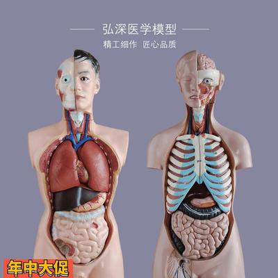 躯干模型人体内脏胸腹部器官解剖心肝脾肺肾五脏六腑医学教学拼装