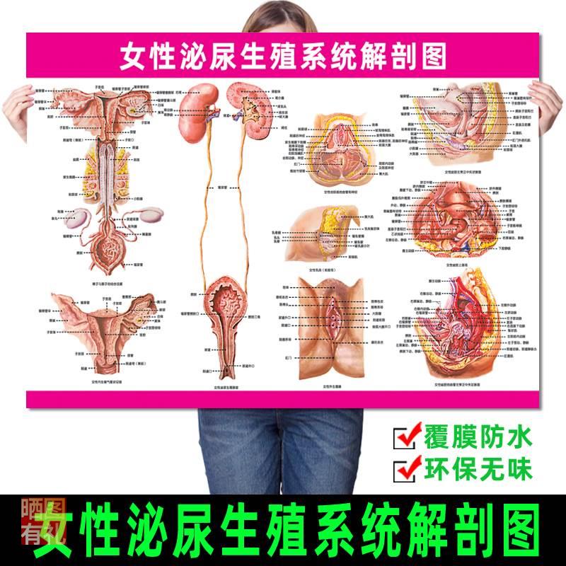 女性泌尿生殖系统解剖图 医院医学人体妇科知识广告挂图保健海报