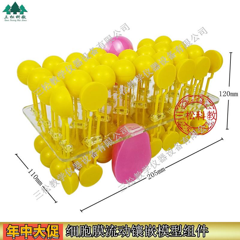 3223细胞膜流动镶嵌模型组件可组装中学生物化学实验器材教学仪器