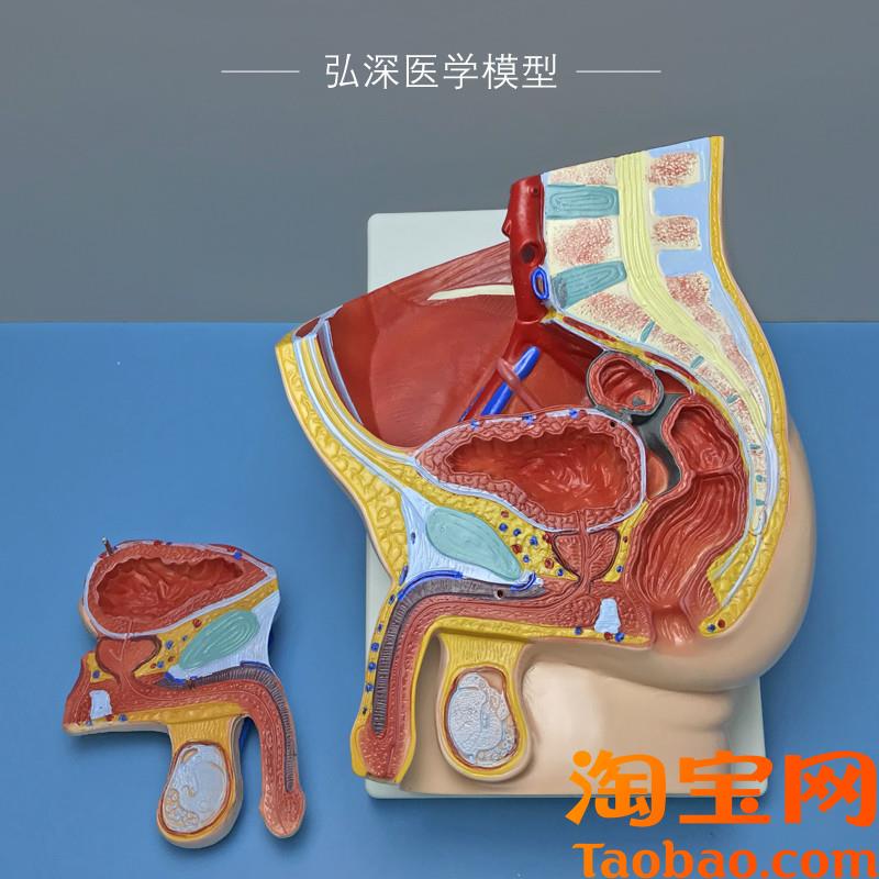男性矢状解e剖模型2部件可拆人体生殖系统结构盆腔医学示教学模具