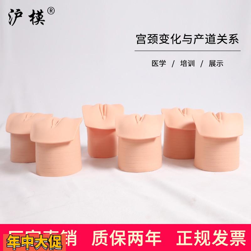沪模产前宫颈变化与产道关系模型妇产科教学分娩生产宫颈口变化模