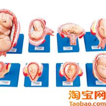 妊娠胚胎发育过程模型42005胎儿形成发L育过程模型双胎子宫模型