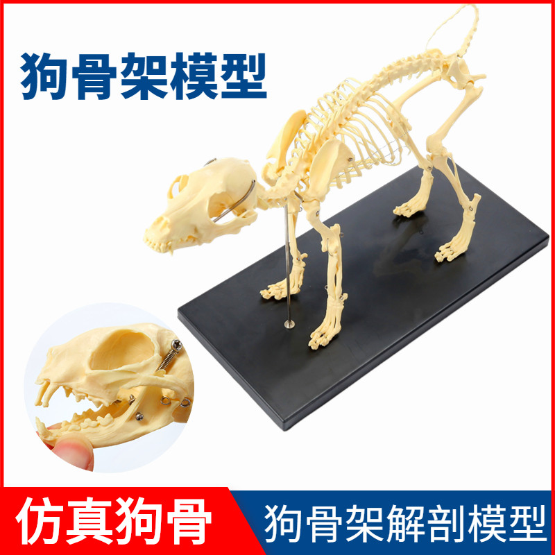 狗骨架动物犬骨骼k兽医教学教具动物模型猫骨架犬科教学宠物厂家