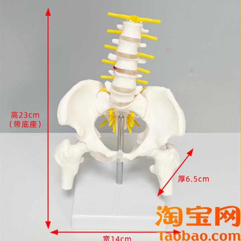 原装适用人体骨盆功能模型动态可旋转活动腰椎弯曲前后侧弯康复健