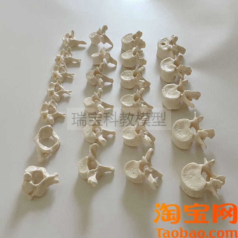 原装适用人体颈椎胸椎腰椎模型1比1仿真脊神经椎间盘正骨小针刀瑜