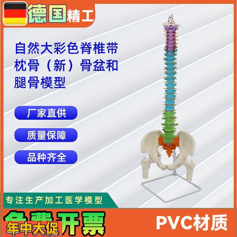 自然大彩色脊椎带枕骨新骨盆和腿骨模型人体骨骼模型教学模型
