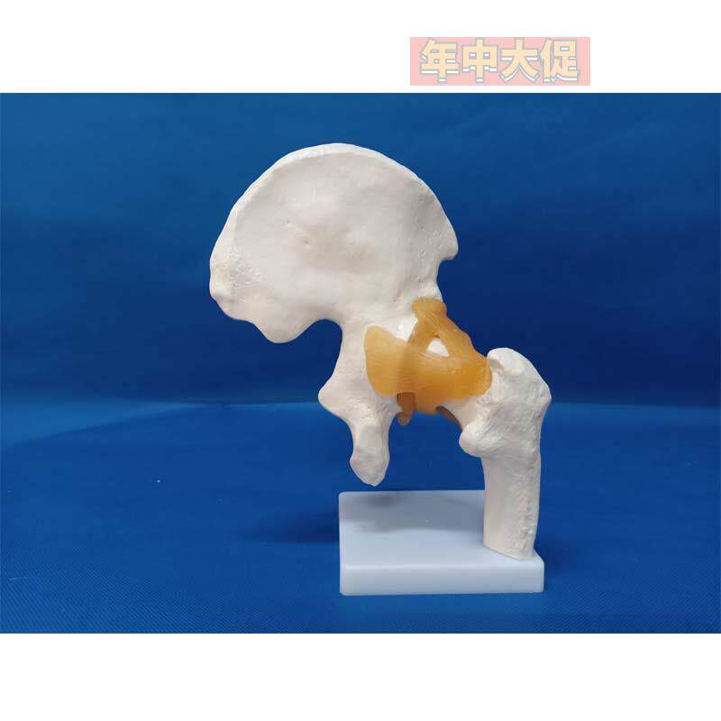 髋关节模型带韧带人体骨骼关节模型仿真正骨