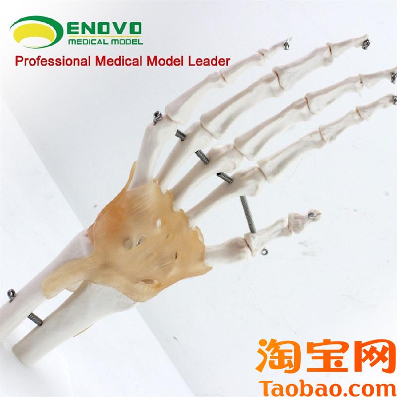 原装适用ENOVO颐诺医学人体手关节韧带模型手骨尺桡骨人体骨骼标