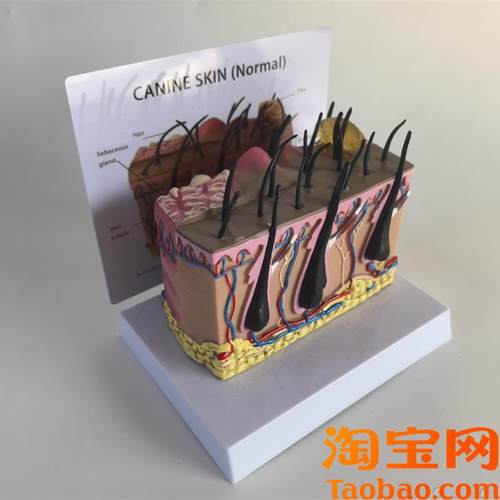 狗皮肤解剖模型犬科真皮宠物病态皮肤教具兽T医教学动物模型