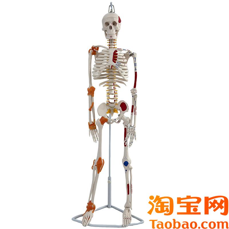原装适用人体骨骼模型骨架迷你针灸结构小骷髅绘画中医穴位可拆卸