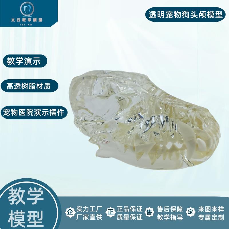 原装适用宠物狗牙猫牙模型透明宠物牙齿模型狗牙演示模型猫牙演示